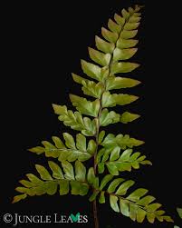 Image result for Didymochlaena