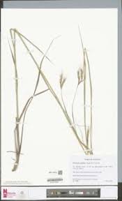 Image result for Elymandra