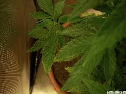 Check spelling or type a new query. Tiny White Spots But No Spider Mites Help Needed 420 Magazine