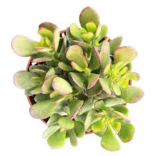 Image result for Crassula granvikii