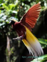 Lesser Bird Of Paradise Images Catching Food Birds Of Paradise Pet Birds Pretty Birds