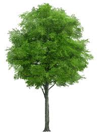 There is no psd format for tree plan png, top view trees clipart transparent, free download in our system. Download Tree Png Image Hq Png Image Freepngimg