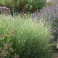 Image result for Landolphia glabra