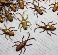 Estampados de escarabajo de cuernos largos de latón oxidado