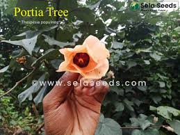 Image result for Thespesia populnea