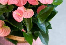 Diese und alle anderen schönen zimmerpflanzen bei youplant erhältst du selbstverständlich mit gratis übertopf. Was Tun Wenn Sich Die Blatter Ihrer Anthurie Verfarben