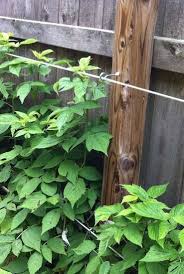 Augen In Einen Zaun Schrauben Und Verzinkten Draht Durch Ihn Laufen Lassen Um Gitter Auf Zaun Fur Mein Vertical Garden Vertical Vegetable Gardens Trellis Fence