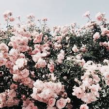 Pinterest Hollyparrker Wallpaper Achtergronden Achtergronden Afbeeldingen