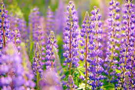 Zone 6 features many plants ideal for gardening and landscaping. 15 Perennials That Grow In Zone 6 Garden Lovers Club