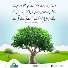 We hope you enjoy our growing collection of hd images to use as a background or home screen for your. Tree Plantation By Dawateislami