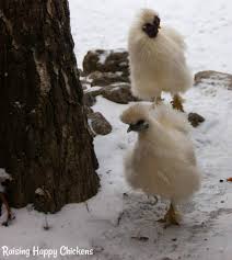You could fit about a dozen baby chickens in an empty fish tank which makes a perfect little draft free home for your baby chicks. Silkie Chickens The Gentlest Breed For Children