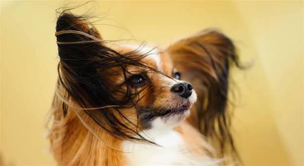 Papillon Breed Profile: Essential Facts - Petful