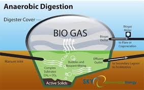 Anaerobic Digestion Turns Dung Into Renewable Energy Anaerobic Digestion Biogas Alternative Energy