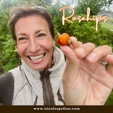 Dog rose antioxidant benefits in fire cider