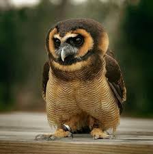 Asian Brown Wood Owl Imgur Owl Bird Owl Animals