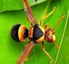 John and dave, with affordable pest control service, are working together on a plan to save trees (at least in john's yard) before these flies get. Aspley Zillmere Geebung Chermside Pest Control Services Boring Chores