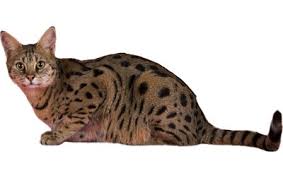 Savannahcat.com is the official website for savannah cat breed. Savannah Cat Breed Information Pictures Characteristics Facts