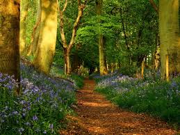 Resultado de imagen de bosques