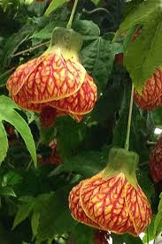 Image result for Abutilon austro-africanum