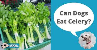 However, celery isn't hazardous to a puppy, just as long as it's served in a safe way that won't. Can Dogs Eat Celery Is Celery Good For Dogs