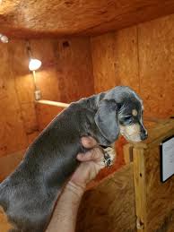 This mini dachshund puppy has a cool personality and will make a great companion dog. Classic Kennels Beautiful Dachshunds Puppies Ready To Go Facebook