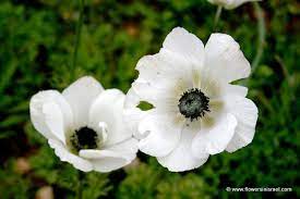 Crown Anemone Flower Of Israel Anemone Anemone Flower Flowers