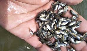 Dalam cara ternak ikan nila, adapun jenis jenis ikan nila yang cocok untuk di budidayakan. Cara Ternak Ikan Nila Maksimalkan Hasil Panen Dan Tekan Angka Fcr