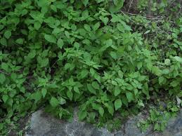 Image result for Parietaria debilis