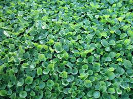 These can be used between steppingstones and will release their wonderful fragrance when brushed ground covers can be used wherever grass does not grow, where tree roots interfere, instead of mulch. Pin On Home Outdoors