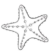 How To Draw A Starfish Starfish Drawing Starfish Art Starfish Painting