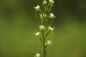 Image result for Mikania sagittifera