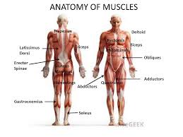 The pectoralis major, pectoralis minor, serratus anterior and subclavius. Anatomy Of Muscles Trapezius Deltoid Pectorals Biceps Latissimus Dorsi Ppt Video Online Download
