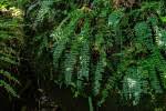 Image result for Asplenium dregeanum