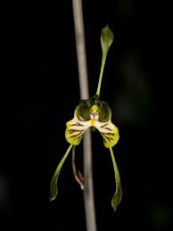 Image result for Oeceoclades saundersiana