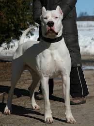 Dogo Argentino Dog Breed Pictures 2 Dogo argentino high detail car window sticker size :