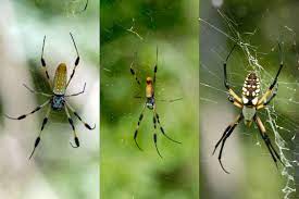 Garden Spiders Garden Spider Spider Wonders Of The World