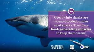 (that scene in jaws where hooper pulls a louisiana plate from the stomach of a dead tiger shark is. Shark Fact Sheet Blog Nature Pbs