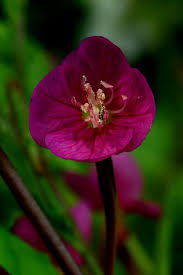 Oenothera Rosea Unusual Flowers Pretty Flowers Amazing Flowers