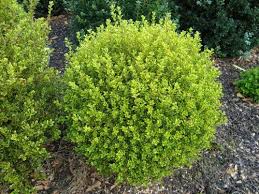 As popular and lovely as they may be they are really a dream come true for plant enthusiasts looking for a variegated boxwood that does not revert. Pin On Tuin