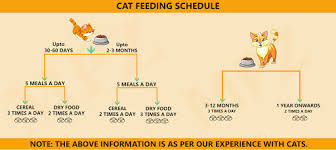 A Simple Guide To Feed Your Cat Marshallspetzone I Blog