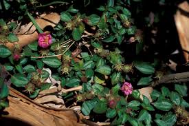 Image result for Dissotis