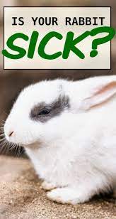 17 Ways To Know If Your Rabbit Is Sick Pet Bunny Rabbits Pet Rabbit Care Pet Bunny
