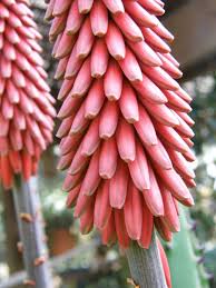 Image result for Aloe excelsa