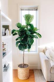The Best Indoor Plants For Clean Air And Low Light Settings 15 Planter Ideas Low Light House Plants Best Indoor Plants Large Indoor Plants