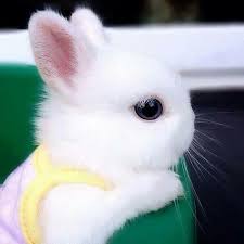 Sirin Tavsan Cute Rabbit Sevimli Hayvan Yavrulari Komik Hayvan Bebek Tavsanciklar