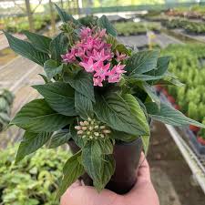 Image result for Pentas schimperiana