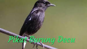 Daftar lengkap harga burung di indonesia yang selalu ter update mengikuti harga burung terbaru mulai dari harga kacer, harga murai dan harga burung lain. Suara Decukacer Mini Lagu Mp3 Video Mp4 3gp Waptrick