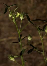 Image result for Hibiscus sidiformis