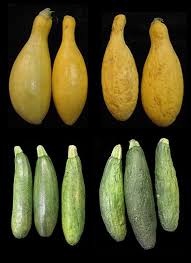 Yellow squash chocolate doughnut little house living. Appearance Of Yellow Summer Squash And Zucchini Packed In An Expanded Download Scientific Diagram