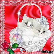 gatitos bonitos Fotografía #128126357 | Blingee.com